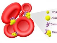 Клинико-диагностическое значение исследования липопротеинового распределения общего холестерола и липидно-белкового спектра плазмы крови Липопротеины сыворотки крови классификация строение состав